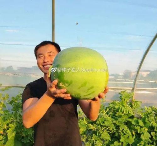 西瓜视频吃瓜猪娱乐,西瓜视频热门搞笑内容盘点 第2张 西瓜视频吃瓜猪娱乐,西瓜视频热门搞笑内容盘点 第2张